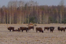 bisonti bialowieza