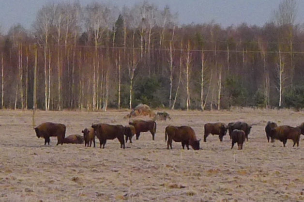bisonti bialowieza