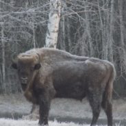 Viaggiare in Polonia: Parco Nazionale di Bialowieza