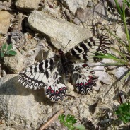 La Fauna