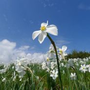 La Flora