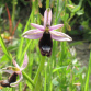 Caccia fotografica alle Orchidee