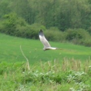 Birdwatching