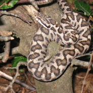 Vipera