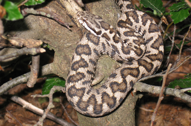 Vipera