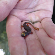 Salamandrina dagli occhiali
