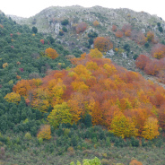 Leccio
