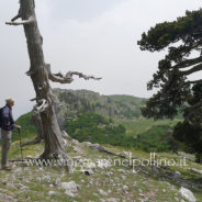Pollino in 1 settimana