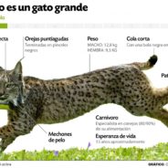 Lince