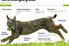 lince