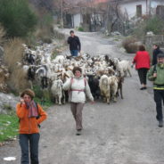 Attività in Agriturismo