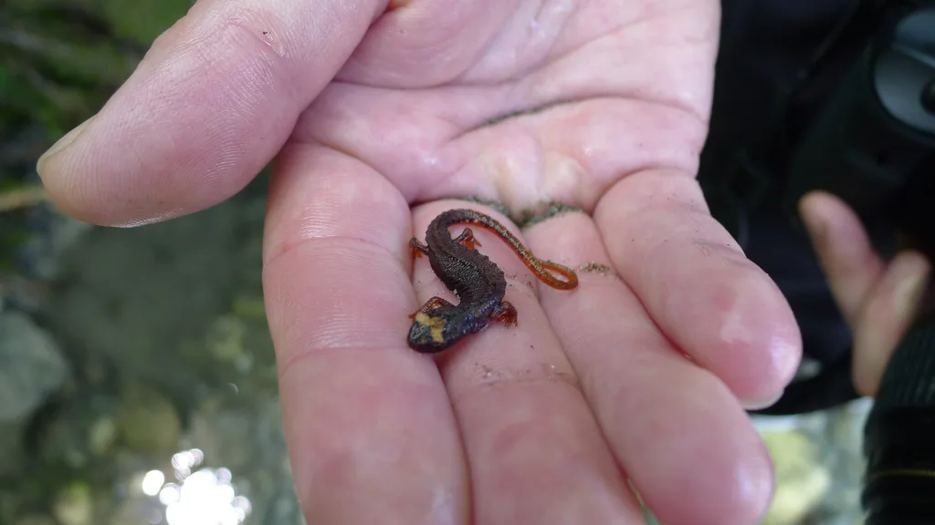 Salamandrina dagli occhiali