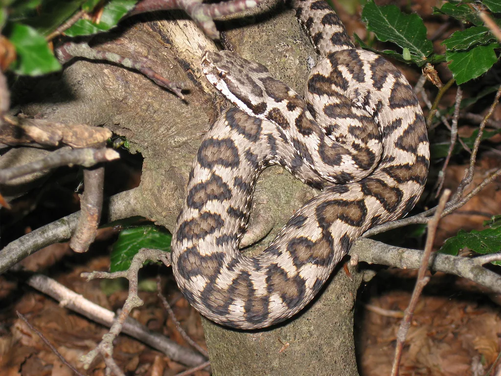 Vipera