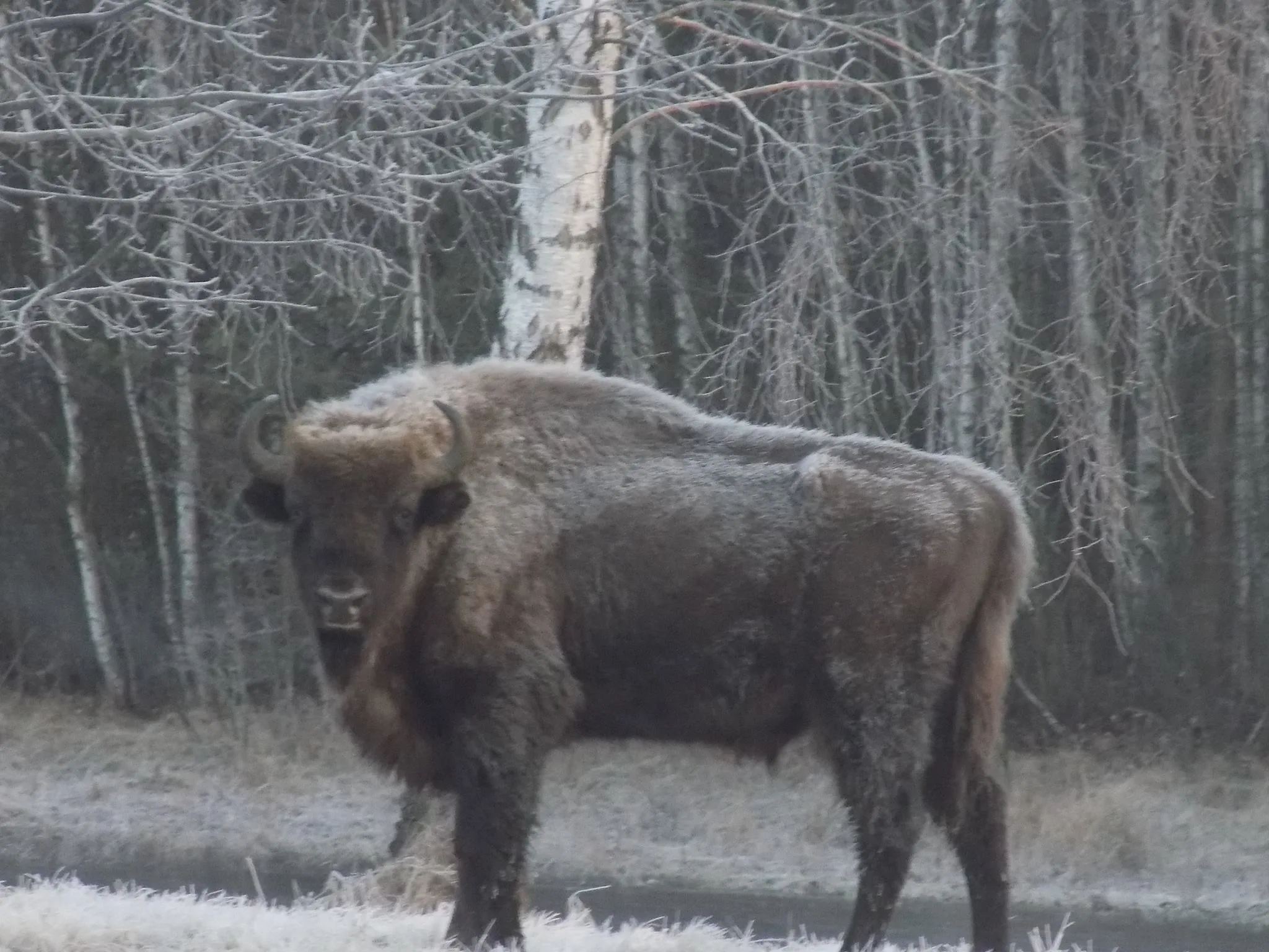 Viaggiare in Polonia: Parco Nazionale di Bialowieza