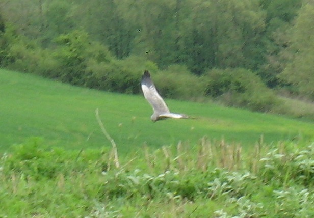 Birdwatching