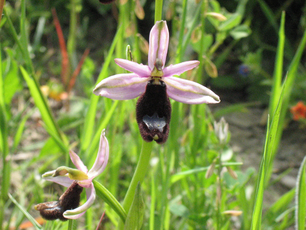 Caccia fotografica alle Orchidee