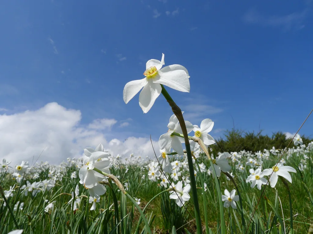 La Flora