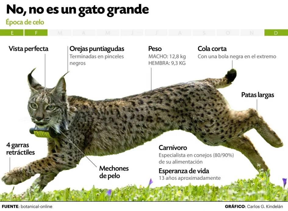 Lince