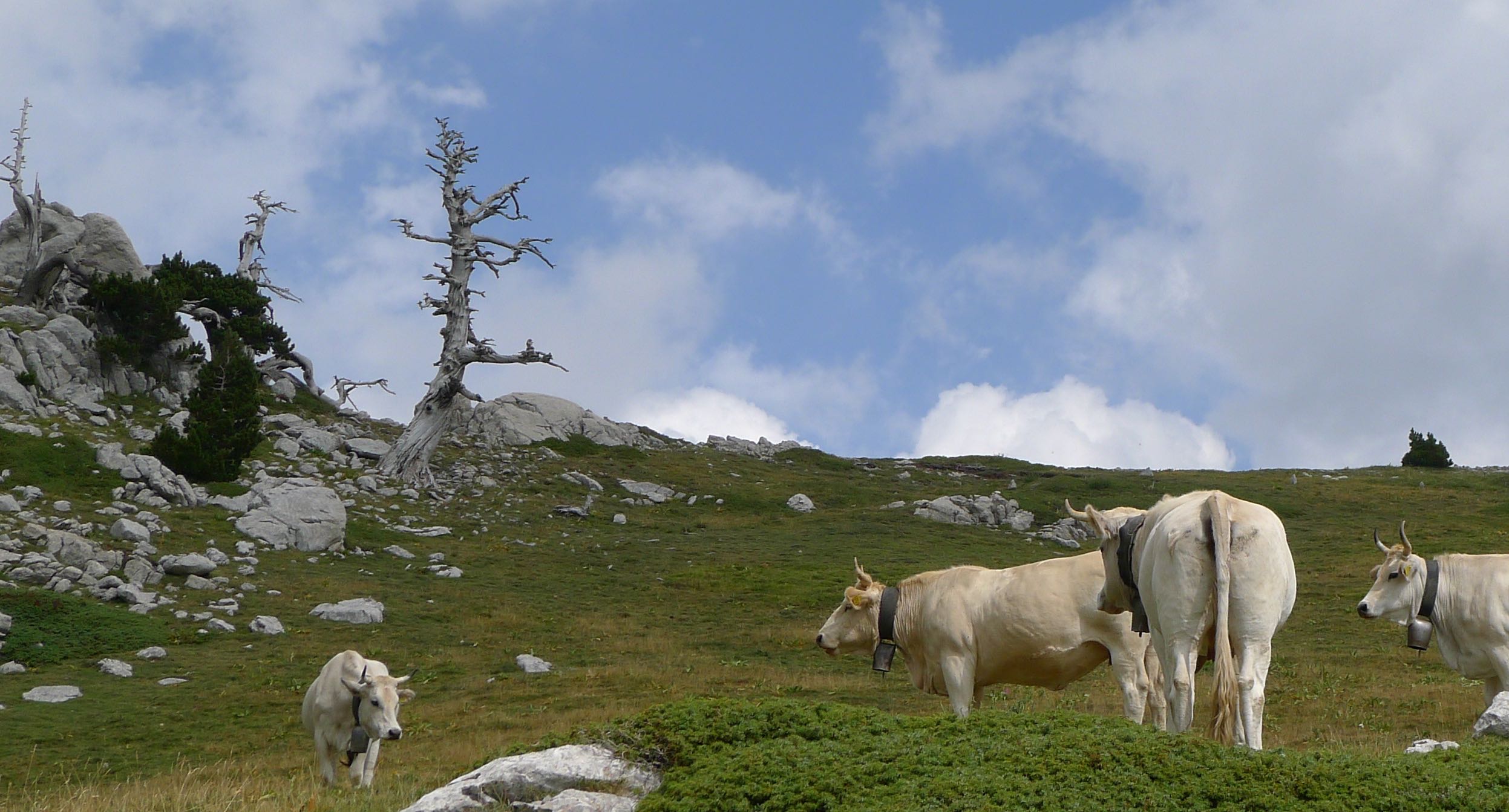 Un’escursione unica tra i pini loricati secolari di Serra delle Ciavole. - Parco Nazionale del Pollino