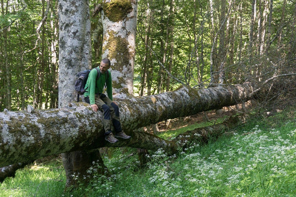 Trekking nelle faggete vetuste patrimonio UNESCO di Coppola di Paola e Cozzo Ferriero. - Parco Nazionale del Pollino